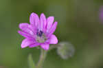 Dovefoot geranium